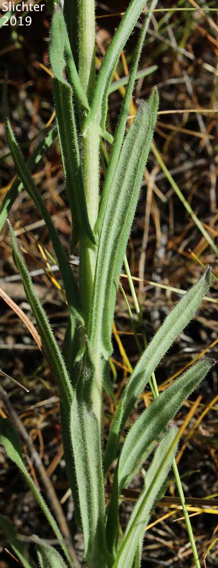 Stem leaves of Hairystem Rockcress, Sicklepod Rockcress, Small-flowered Rockcress: Boechera pauciflora (Synonyms: Arabis campyloloba, Arabis holboellii, Arabis holboellii var. pinetorum, Arabis perelegans, Arabis sparsiflora, Arabis sparsiflora var. columbiana, Arabis sparsiflora var. subvillosa, Boechera pauciflora, Boechera sparsiflora var. subvillosa)