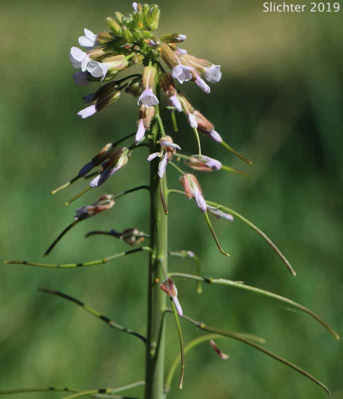 Hairystem Rockcress, Sicklepod Rockcress, Small-flowered Rockcress: Boechera pauciflora (Synonyms: Arabis campyloloba, Arabis holboellii, Arabis holboellii var. pinetorum, Arabis perelegans, Arabis sparsiflora, Arabis sparsiflora var. columbiana, Arabis sparsiflora var. subvillosa, Boechera pauciflora, Boechera sparsiflora var. subvillosa)