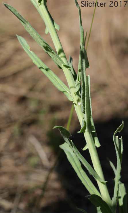 Stem leaves of Hairystem Rockcress, Sicklepod Rockcress, Small-flowered Rockcress: Boechera pauciflora (Synonyms: Arabis campyloloba, Arabis holboellii, Arabis holboellii var. pinetorum, Arabis perelegans, Arabis sparsiflora, Arabis sparsiflora var. columbiana, Arabis sparsiflora var. subvillosa, Boechera pauciflora, Boechera sparsiflora var. subvillosa)