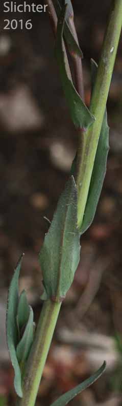 Upper stem leaves of Hairystem Rockcress, Sicklepod Rockcress, Small-flowered Rockcress: Boechera pauciflora (Synonyms: Arabis campyloloba, Arabis holboellii, Arabis holboellii var. pinetorum, Arabis perelegans, Arabis sparsiflora, Arabis sparsiflora var. columbiana, Arabis sparsiflora var. subvillosa, Boechera pauciflora, Boechera sparsiflora var. subvillosa)