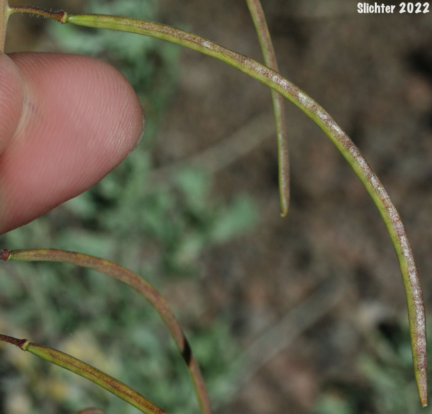 Hairystem Rockcress, Sicklepod Rockcress, Small-flowered Rockcress: Boechera pauciflora (Synonyms: Arabis campyloloba, Arabis holboellii, Arabis holboellii var. pinetorum, Arabis perelegans, Arabis sparsiflora, Arabis sparsiflora var. columbiana, Arabis sparsiflora var. subvillosa, Boechera pauciflora, Boechera sparsiflora var. subvillosa)