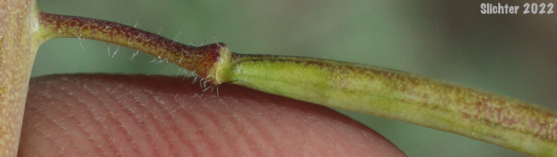 Hairystem Rockcress, Sicklepod Rockcress, Small-flowered Rockcress: Boechera pauciflora (Synonyms: Arabis campyloloba, Arabis holboellii, Arabis holboellii var. pinetorum, Arabis perelegans, Arabis sparsiflora, Arabis sparsiflora var. columbiana, Arabis sparsiflora var. subvillosa, Boechera pauciflora, Boechera sparsiflora var. subvillosa)
