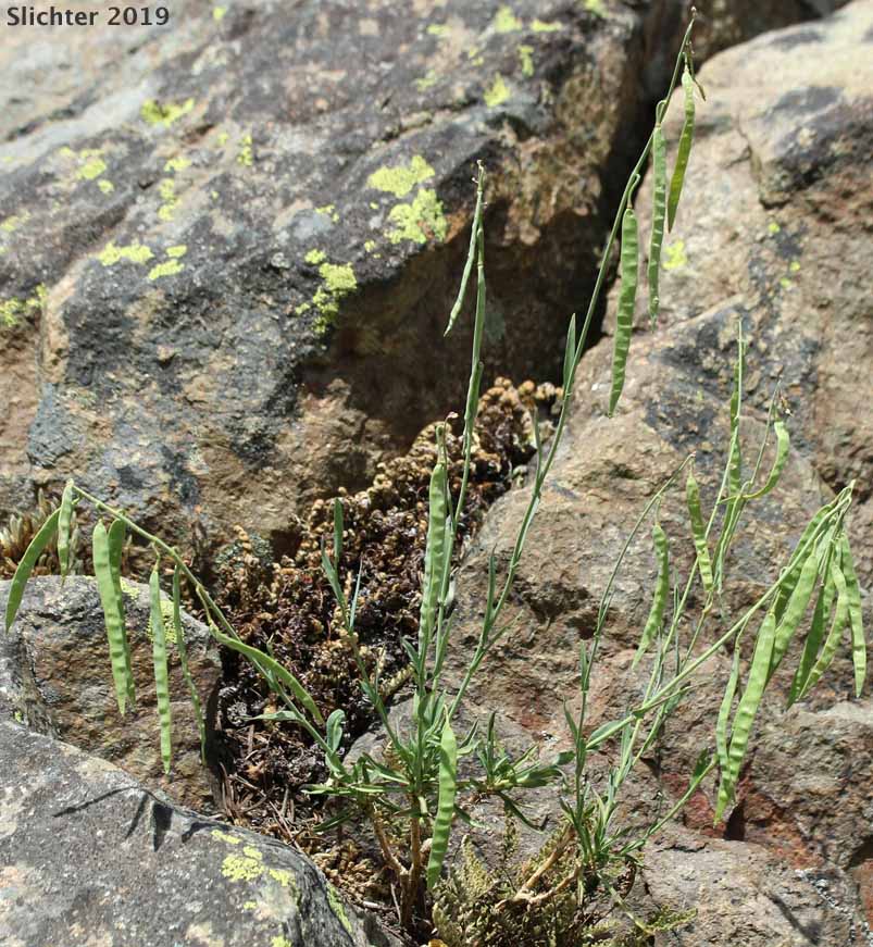 Woody Rockcress: Boechera suffrutescens (Synonyms: Arabis suffrutescens, Arabis suffrutescens var. suffrutescens)