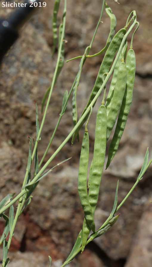 Woody Rockcress: Boechera suffrutescens (Synonyms: Arabis suffrutescens, Arabis suffrutescens var. suffrutescens)