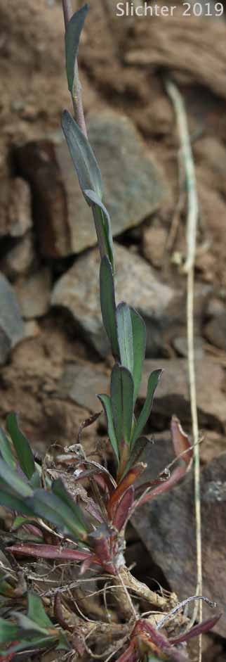 Woody Rockcress: Boechera suffrutescens (Synonyms: Arabis suffrutescens, Arabis suffrutescens var. suffrutescens)