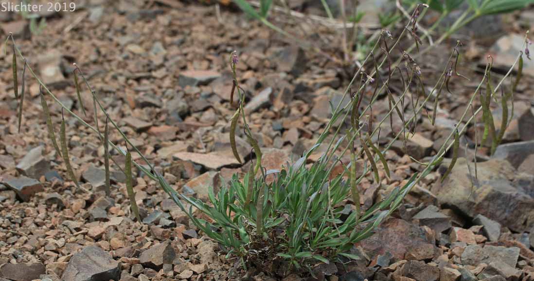 Woody Rockcress: Boechera suffrutescens (Synonyms: Arabis suffrutescens, Arabis suffrutescens var. suffrutescens)