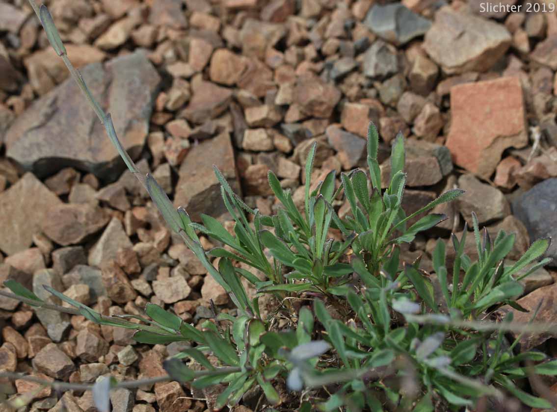 Woody Rockcress: Boechera suffrutescens (Synonyms: Arabis suffrutescens, Arabis suffrutescens var. suffrutescens)