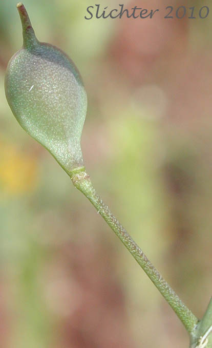 Close-up of a fruit of Hairy Falseflax, Hairy False Flax, Littlepod Falseflax, Littlepod False Flax: Camelina microcarpa (Synonym: Camelina sativa var. microcarpa)