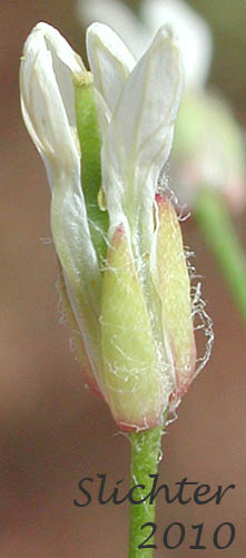 Close-up of a flower of Hairy Falseflax, Hairy False Flax, Littlepod Falseflax, Littlepod False Flax: Camelina microcarpa (Synonym: Camelina sativa var. microcarpa)