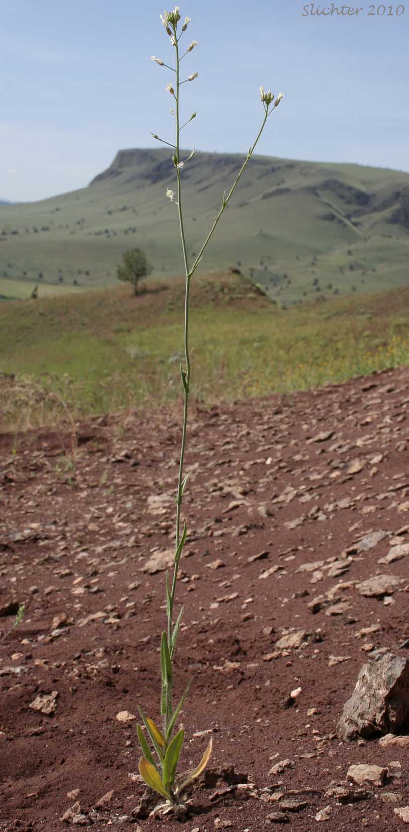 Hairy Falseflax, Hairy False Flax, Littlepod Falseflax, Littlepod False Flax: Camelina microcarpa (Synonym: Camelina sativa var. microcarpa)