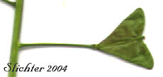 Fruit of Shepherd's Purse: Capsella bursa