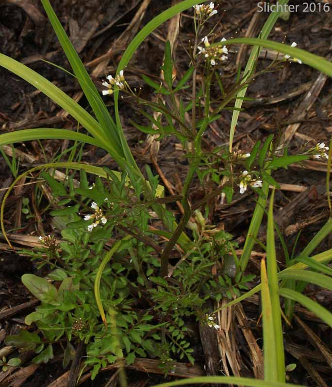 Woodland Bittercress, Wavy Bittercress: Cardamine flexuosa (Synonyms: Cardamine flexuosa ssp. debilis, Cardamine flexuosa var. debilis, Cardamine hirsuta ssp. flexuosa, Cardamine scutata, Cardamine scutata ssp. flexuosa)