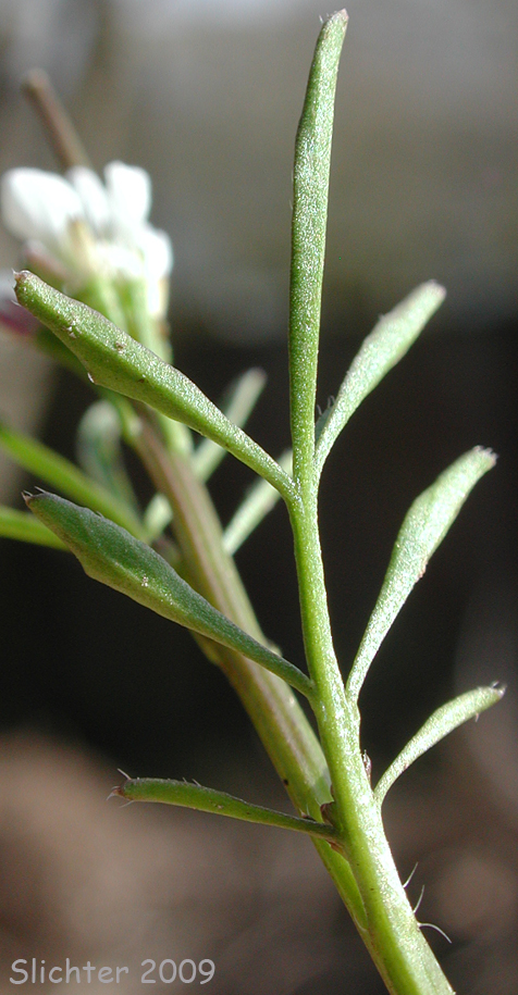 Upper stem leaf of European Bittercress, Hairy Bittercress: Cardamine hirsuta