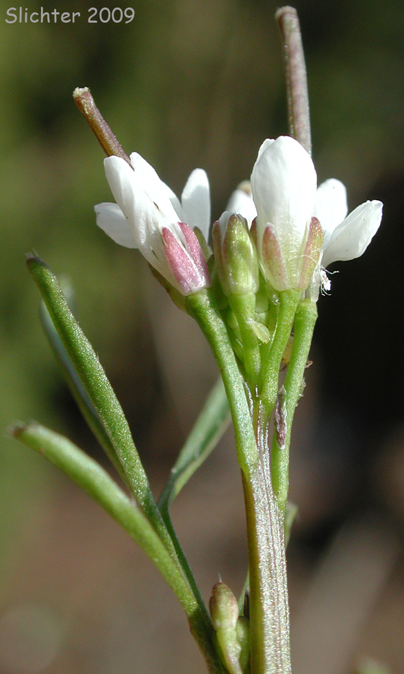 Inflorescence of European Bittercress, Hairy Bittercress: Cardamine hirsuta