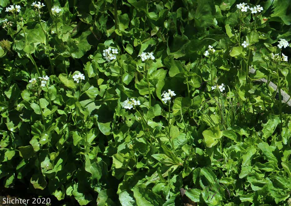 Heart-leaved Bittercress, Large Mountain Bittercress, Lyall's Bittercress: Cardamine cordifolia var. lyallii (Synonym: Cardamine lyallii)