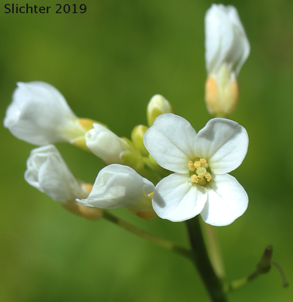 Flowers of Heart-leaved Bittercress, Large Mountain Bittercress, Lyall's Bittercress: Cardamine cordifolia var. lyallii (Synonym: Cardamine lyallii)