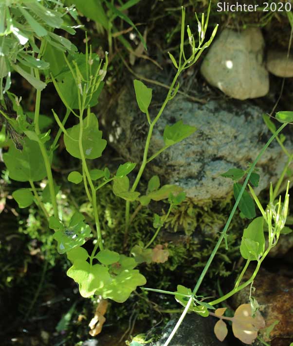 Heart-leaved Bittercress, Large Mountain Bittercress, Lyall's Bittercress: Cardamine cordifolia var. lyallii (Synonym: Cardamine lyallii)