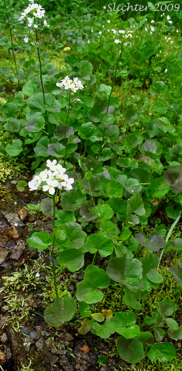 Heart-leaved Bittercress, Large Mountain Bittercress, Lyall's Bittercress: Cardamine cordifolia var. lyallii