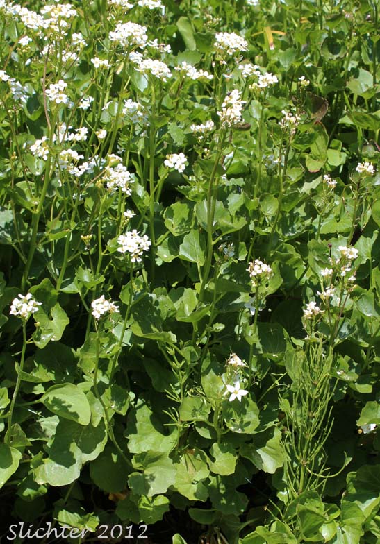 Heart-leaved Bittercress, Large Mountain Bittercress, Lyall's Bittercress: Cardamine cordifolia var. lyallii (Synonym: Cardamine lyallii)