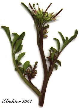 Little Western Bittercress, Siberian Bittercress, Umbellate Bittercress Cardamine oligosperma