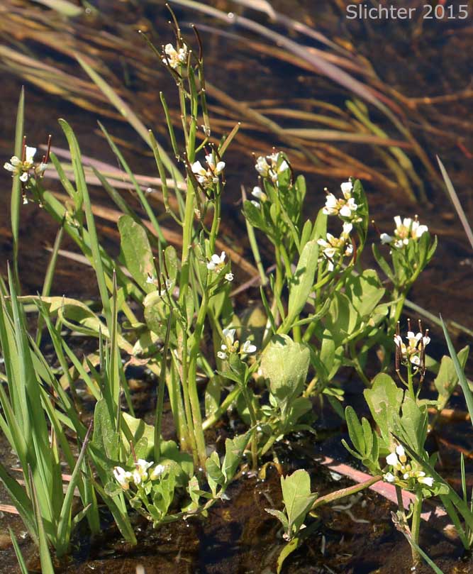 Pennsylvania Bittercress, Quaker Bittercress: Cardamine pensylvanica (Synonyms: Cardamine flexuosa ssp. pensylvanica, Cardamine hirsuta var. pensylvanica, Cardamine pennsylvanica, Cardamine pensylvanica var. brittoniana)