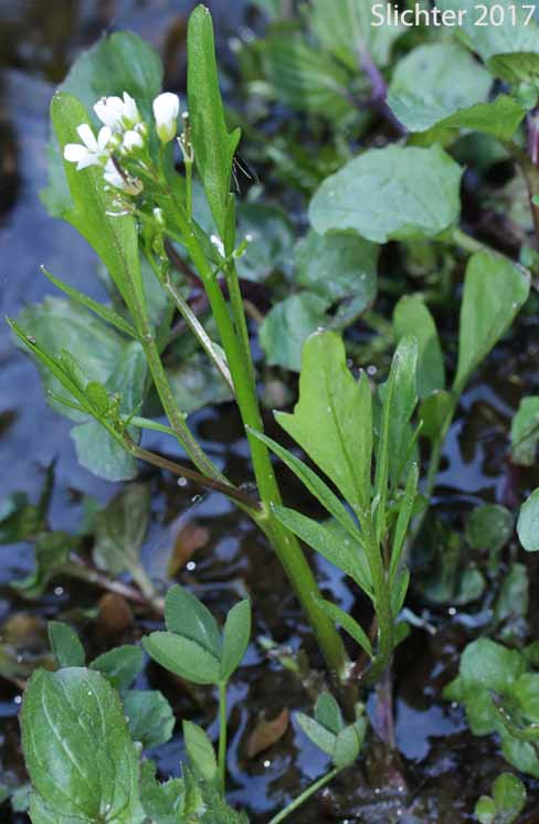Pennsylvania Bittercress, Quaker Bittercress: Cardamine pensylvanica (Synonyms: Cardamine flexuosa ssp. pensylvanica, Cardamine hirsuta var. pensylvanica, Cardamine pennsylvanica, Cardamine pensylvanica var. brittoniana)