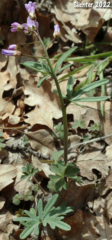 Nuttall's Toothwort, Oaks Toothwort, Palmate Toothwort, Slender Toothwort: Cardamine nuttallii var. nuttallii (Synonyms: Cardamine nuttallii var. covilleana, Cardamine nuttallii var. dissecta, Cardamine pulcherrima, Cardamine pulcherrima var. pulcherrima, Cardamine pulcherrima var. tenella, Dentaria tenella, Dentaria tenella var. pulcherrima, Dentaria tenella var. quercetorum, Dentaria tenella var. tenella)