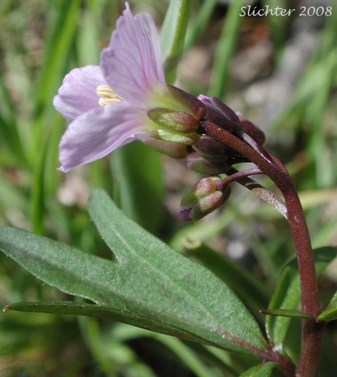 Corolla and calyx of Oaks Toothwort, Nuttall's Toothwort, Palmate Toothwort, Slender Toothwort: Cardamine nuttallii var. nuttallii (Synonym: Cardamine pulcherrima var. pulcherrima)