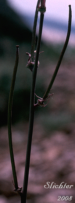 Fruits of Nevada Jewelflower, Nevada Wild Cabbage, Slender Wild Cabbage: Caulanthus major (Synonym: Caulanthus major var. nevadensis)