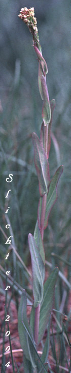 Hare's-Ear Mustard, Hare's Ear Mustard, Hedge Cabbage, Treacle Mustard: Conringia orientalis (Synonym: Brassica orientalis)