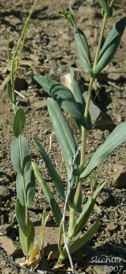 Stem leaves of Hare's-Ear Mustard, Hare's Ear Mustard, Hedge Cabbage, Treacle Mustard: Conringia orientalis (Synonym: Brassica orientalis)
