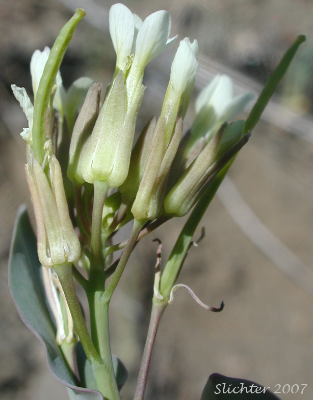 Inflorescence of Hare's-Ear Mustard, Hare's Ear Mustard, Hedge Cabbage, Treacle Mustard: Conringia orientalis (Synonym: Brassica orientalis)