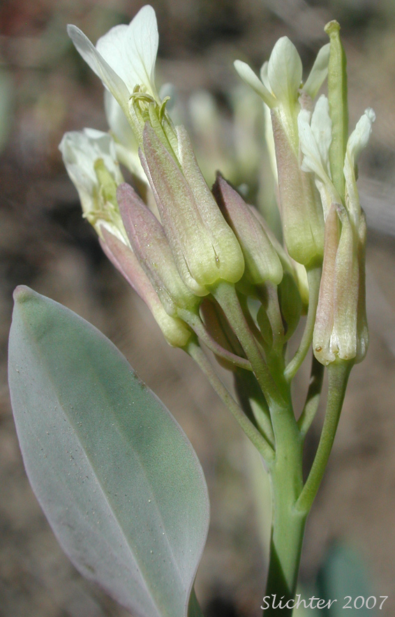 Inflorescence of Hare's-Ear Mustard, Hare's Ear Mustard, Hedge Cabbage, Treacle Mustard: Conringia orientalis (Synonym: Brassica orientalis)