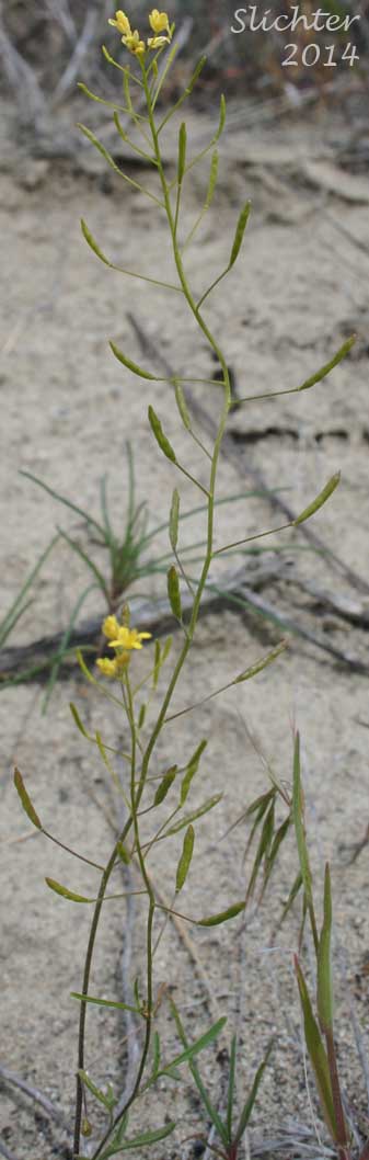 Narrow Tansymustard, Thread-stalk Cutleaf Tansymustard, Western Tansymustard: Descurainia longipedicellata (Synonyms: Descurainia incisa ssp. filipes, Descurainia incisa var. filipes, Descurainia longepedicellata, Descurainia pinnata ssp. fillipes, Descurainia pinnata var. filipes, Sisymbrium incisum var. filipes, Sisymbrium longipedicellatum, Sophia filipes)