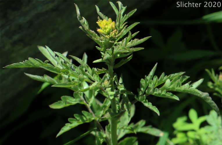Cut-leaved Tansymustard, Mountain Tansymustard: Descurainia incisa ssp. incisa (Synonyms: Descurainia incana ssp. incisa, Descurainia incana ssp. viscosa, Descurainia incisa ssp. viscosa, Descurainia richardsonii ssp. incisa, Descurainia richardsonii ssp. viscosa, Descurainia richardsonii var. sonnei, Descurainia richardsonii var. viscosa)