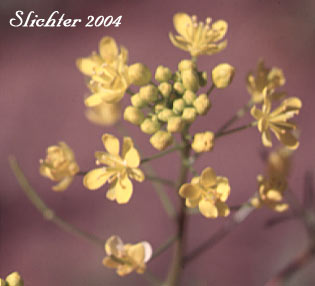 Inflorescence of Cut-leaved Tansymustard, Mountain Tansymustard: Descurainia incisa ssp. incisa (Synonyms: Descurainia incana ssp. incisa, Descurainia incana ssp. viscosa, Descurainia incisa ssp. viscosa, Descurainia richardsonii ssp. incisa, Descurainia richardsonii ssp. viscosa, Descurainia richardsonii var. sonnei, Descurainia richardsonii var. viscosa)
