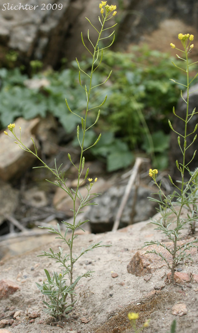 Narrow Tansymustard, Thread-stalk Cutleaf Tansymustard, Western Tansymustard: Descurainia incisa ssp. filipes (Synonyms: Descurainia incisa var. filipes, Descurainia pinnata ssp. fillipes, Descurainia pinnata var. filipes, Sisymbrium incisum var. filipes, Sisymbrium longipedicellatum, Sophia filipes)
