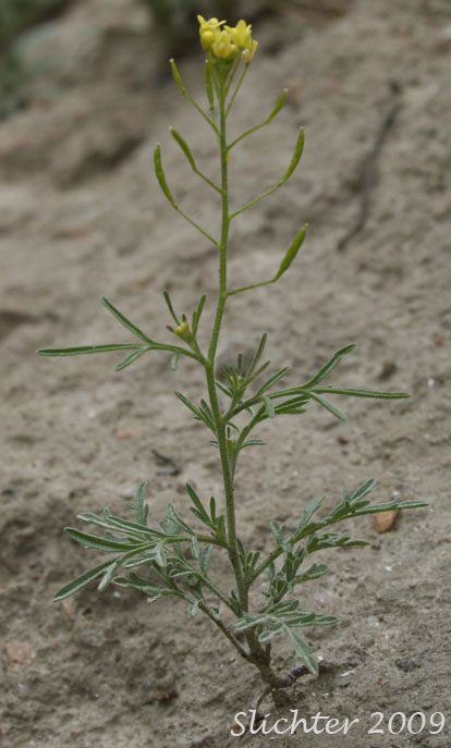 Narrow Tansymustard, Thread-stalk Cutleaf Tansymustard, Western Tansymustard: Descurainia incisa ssp. filipes (Synonyms: Descurainia incisa var. filipes, Descurainia pinnata ssp. fillipes, Descurainia pinnata var. filipes, Sisymbrium incisum var. filipes, Sisymbrium longipedicellatum, Sophia filipes)