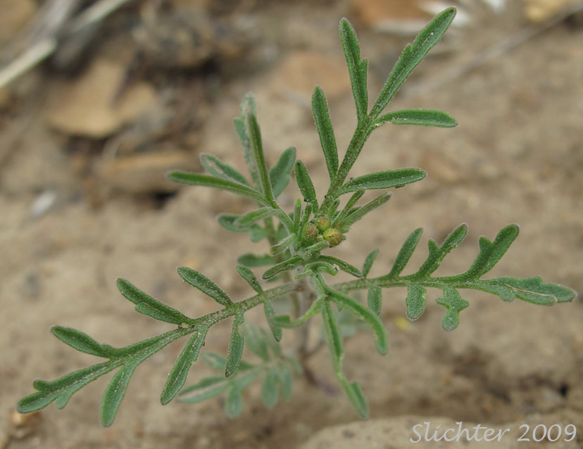 Leaves of Narrow Tansymustard, Thread-stalk Cutleaf Tansymustard, Western Tansymustard: Descurainia incisa ssp. filipes (Synonyms: Descurainia incisa var. filipes, Descurainia pinnata ssp. fillipes, Descurainia pinnata var. filipes, Sisymbrium incisum var. filipes, Sisymbrium longipedicellatum, Sophia filipes)