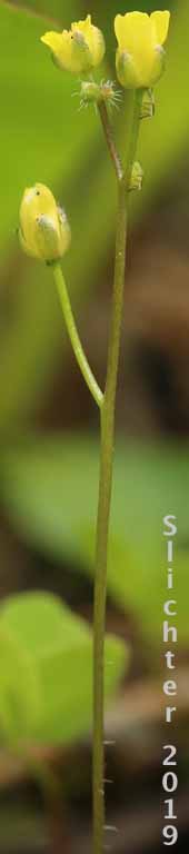Alaska Whitlow Grass, Slender Draba: Draba albertina (Synonyms: Draba crassifolia var. nevadensis, Draba nitida, Draba stenoloba, Draba stenoloba var. nana)