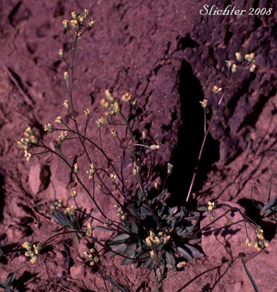 Alaska Whitlow Grass, Slender Draba: Draba albertina (Synonyms: Draba crassifolia var. nevadensis, Draba nitida, Draba stenoloba, Draba stenoloba var. nana)