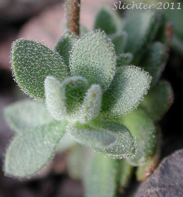 Basal leaf cluster of Cusick's Draba, Steens Draba, Steens Mountain Whitlow Grass: Draba cusickii var. cusickii (Synonyms: Draba sphaeroides, Draba sphaeroides var. cusickii)