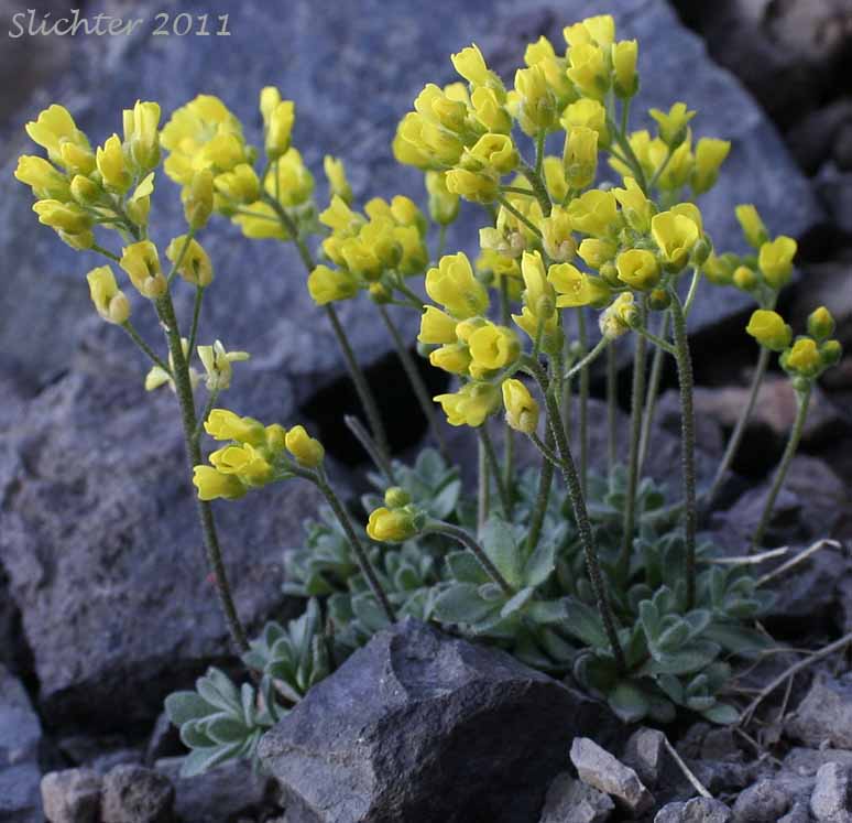 Cusick's Draba, Steens Draba, Steens Mountain Whitlow Grass: Draba cusickii var. cusickii (Synonyms: Draba sphaeroides, Draba sphaeroides var. cusickii)