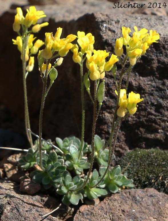 Cusick's Draba, Steens Draba, Steens Mountain Whitlow Grass: Draba cusickii var. cusickii (Synonyms: Draba sphaeroides, Draba sphaeroides var. cusickii)