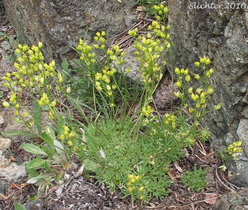 Draba densifolia