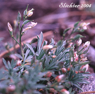 Fruits of Alkali Cusickiella, Douglas' Draba: Cusickiella douglasii (Synonyms: Draba douglasii, Draba douglasii var. crockeri)