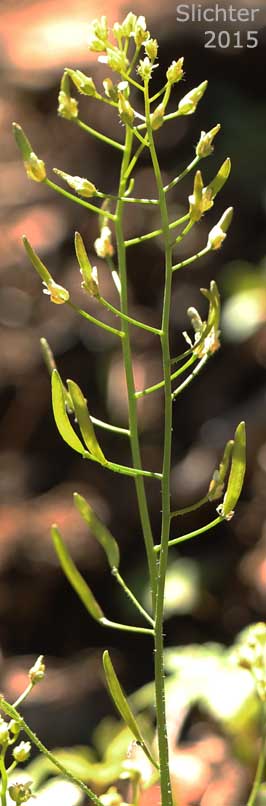 Alaska Whitlow-grass, Slender Draba: Draba stenoloba (Synonyms: Draba acinacis, Draba hirta var. siliquosa, Draba nemorosa var. stenoloba, Draba stenoloba var. oligantha, Draba stenoloba var. stenoloba)