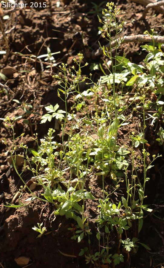 Alaska Whitlow-grass, Slender Draba: Draba stenoloba (Synonyms: Draba acinacis, Draba hirta var. siliquosa, Draba nemorosa var. stenoloba, Draba stenoloba var. oligantha, Draba stenoloba var. stenoloba)