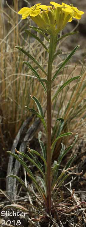 Douglas' Wallflower, Prairie Rocket, Rough Wallflower, Sanddune Wallflower, Western Wallflower: Erysimum capitatum var. capitatum (Synonyms: Erysimum arkansanum, Erysimum asperum, Erysimum asperum ssp. capitatum, Erysimum asperum var. arkansanum, Erysimum asperum var. capitatum , Erysimum capitaum var. stellatum, Erysimum capitatum var. washoense, Erysimum elatum, Erysimum moniliforme, Erysimum wheeleri)