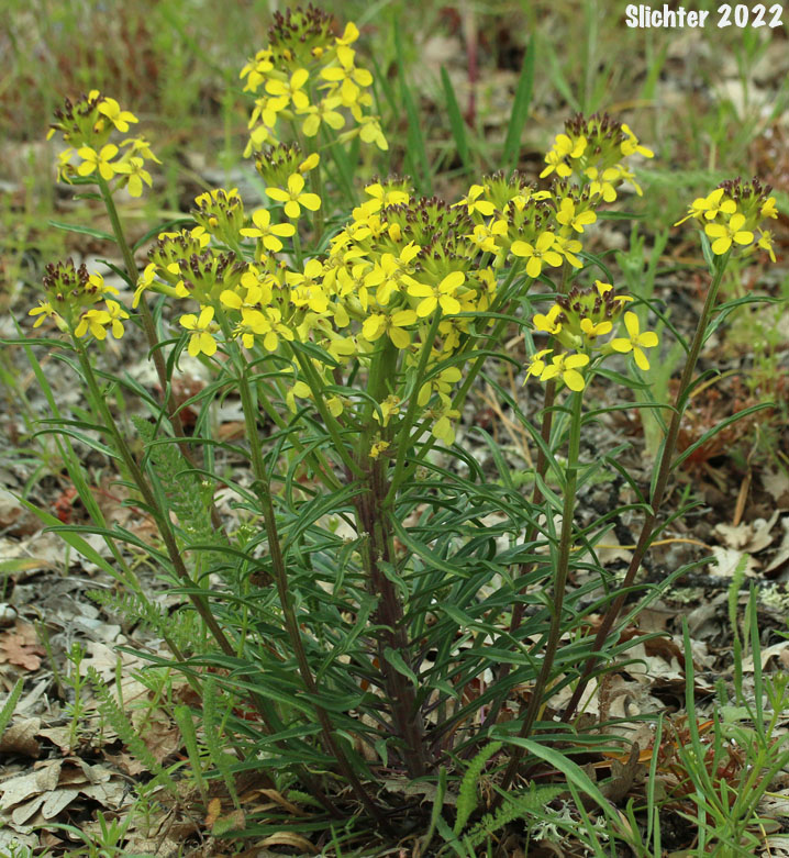 Douglas' Wallflower, Prairie Rocket, Rough Wallflower, Sanddune Wallflower, Western Wallflower: Erysimum capitatum var. capitatum (Synonyms: Erysimum arkansanum, Erysimum asperum, Erysimum asperum ssp. capitatum, Erysimum asperum var. arkansanum, Erysimum asperum var. capitatum , Erysimum capitaum var. stellatum, Erysimum capitatum var. washoense, Erysimum elatum, Erysimum moniliforme, Erysimum wheeleri)